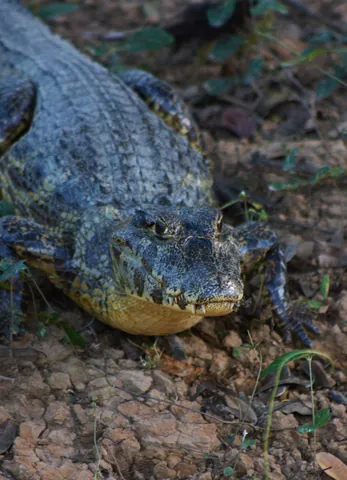 Alligator