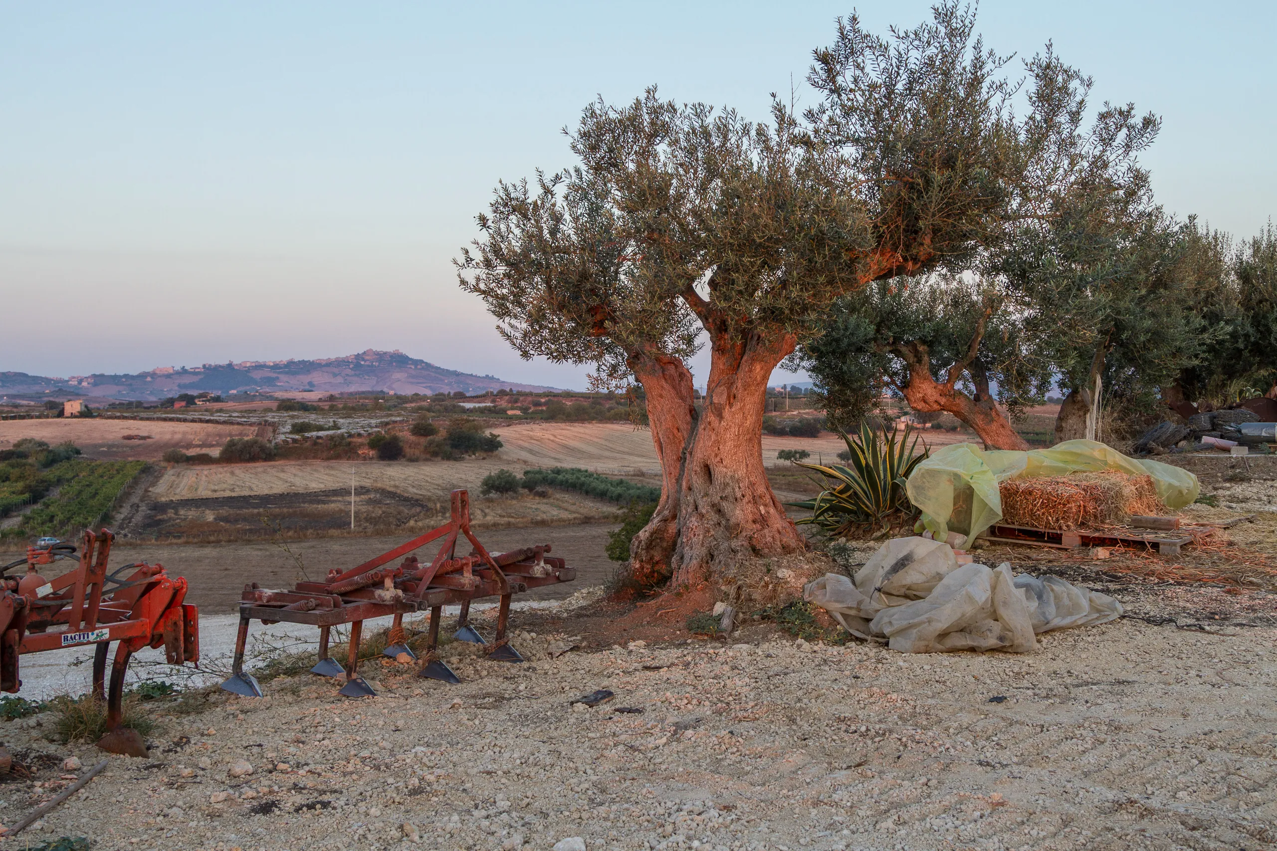Farm Sunrise, Baglio San Nicola