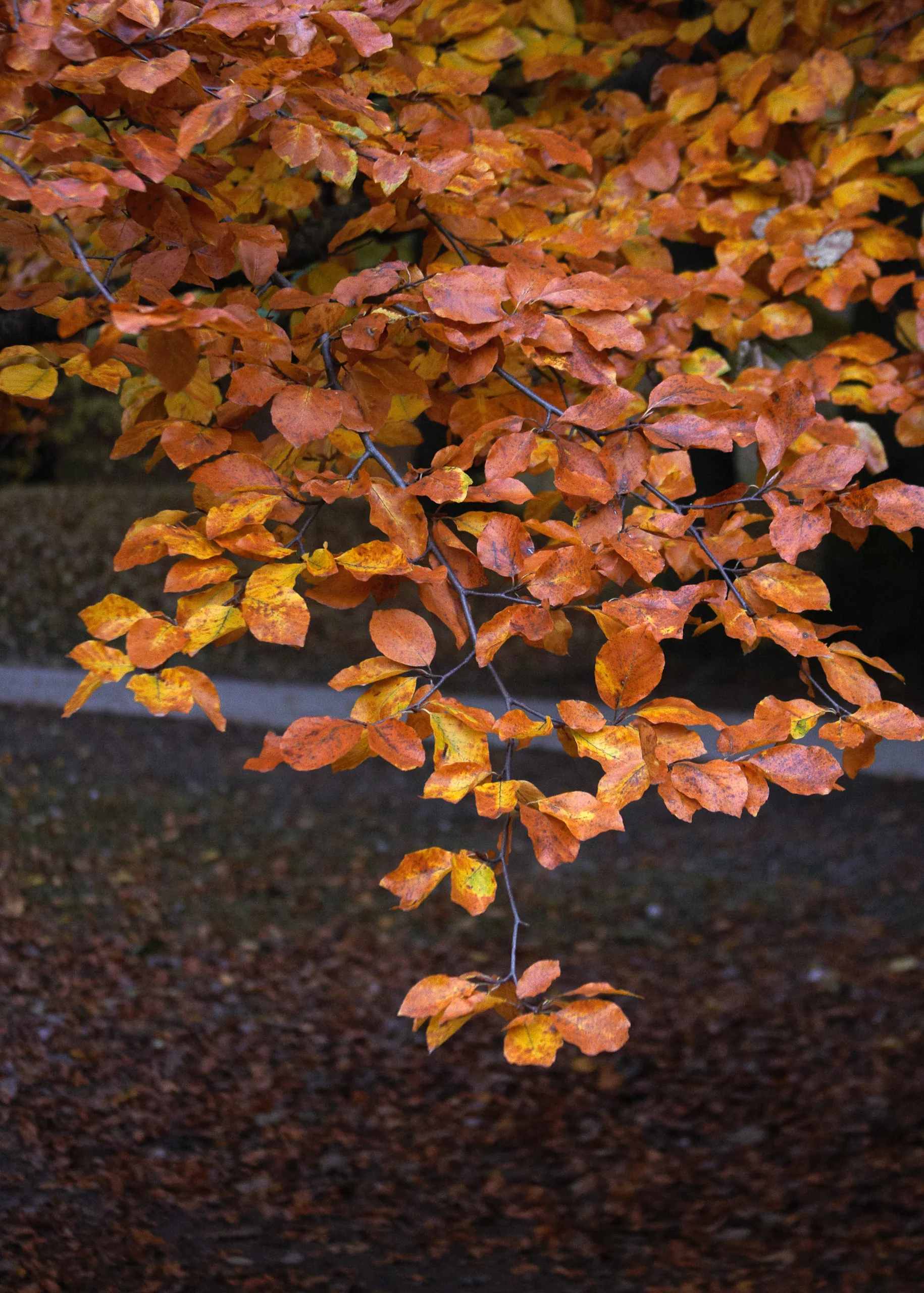 Autumn Colours in the Englischer Garten