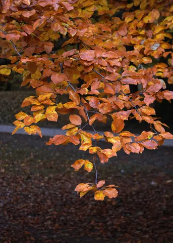 Autumn Colours in the Englischer Garten