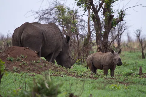 White Rhino and Young