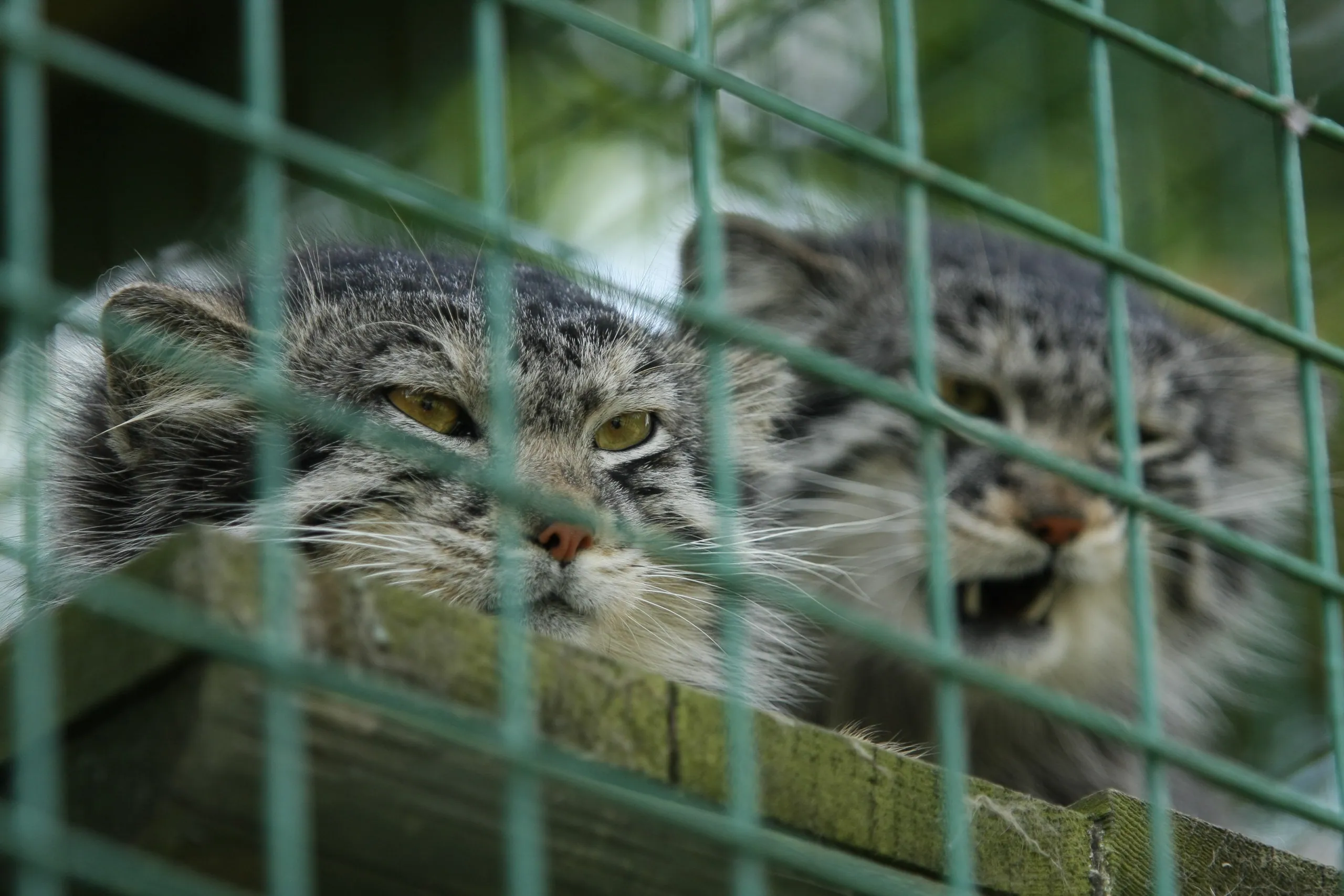 Pallas Cats