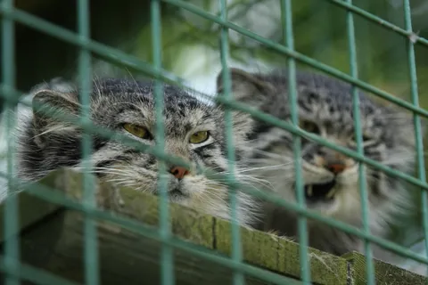 Pallas Cats