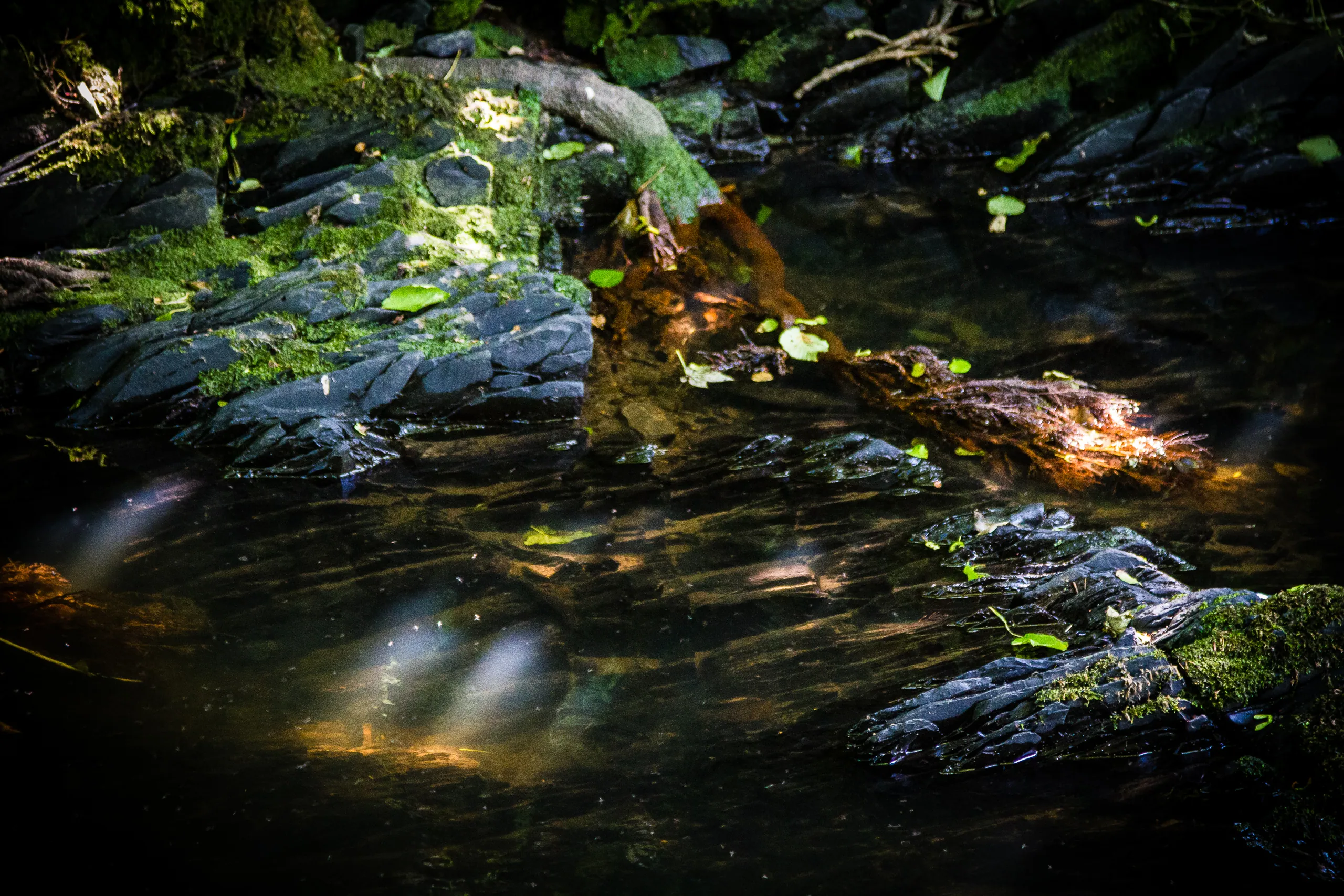 Stream Detail, Docton Mill Gardens