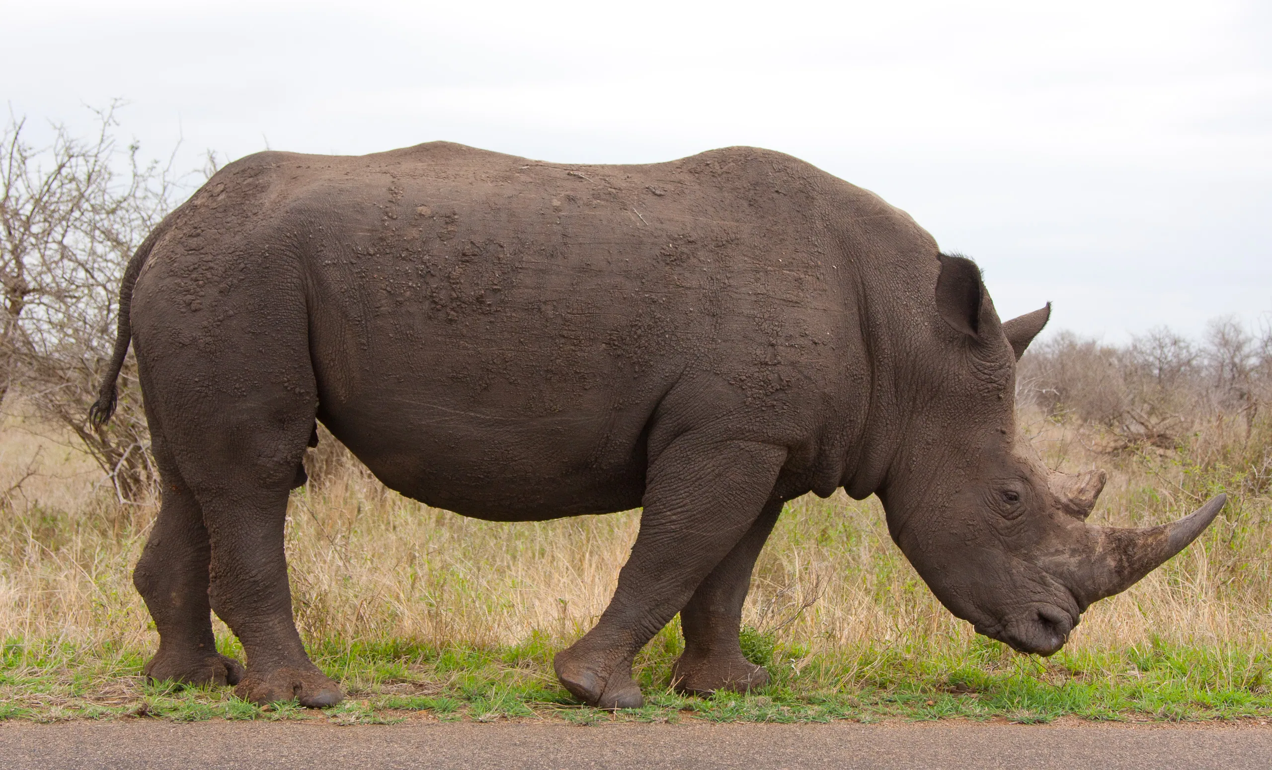 White Rhino