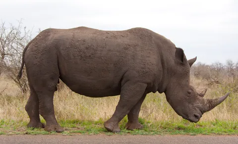 White Rhino