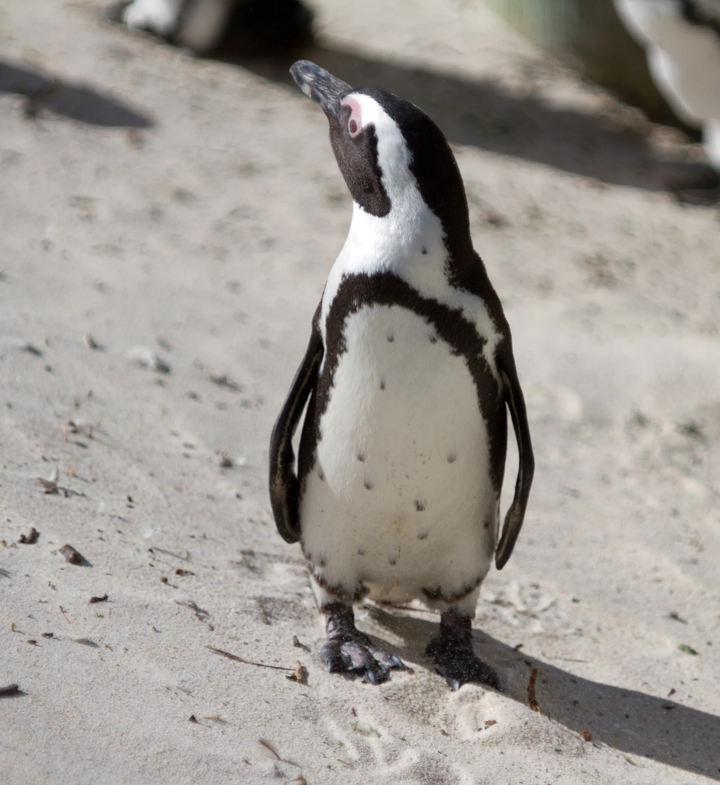 Penguin at Boulder Beach, Simon's Town