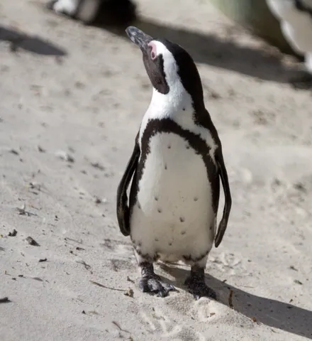 Penguin at Boulder Beach, Simon's Town
