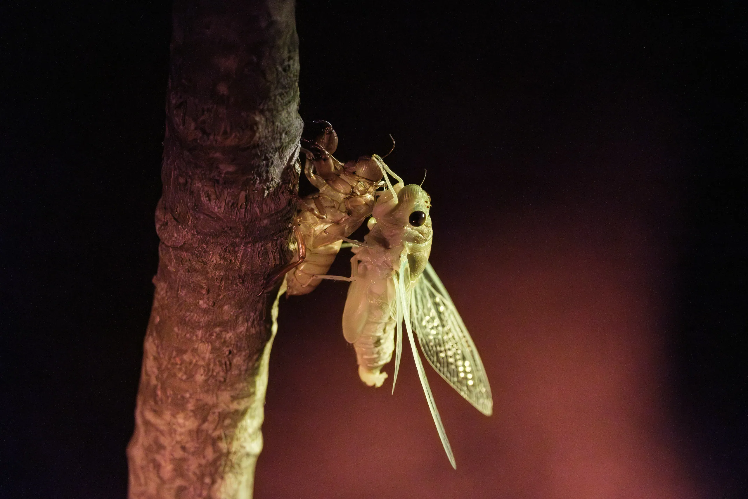 Molting Cicada