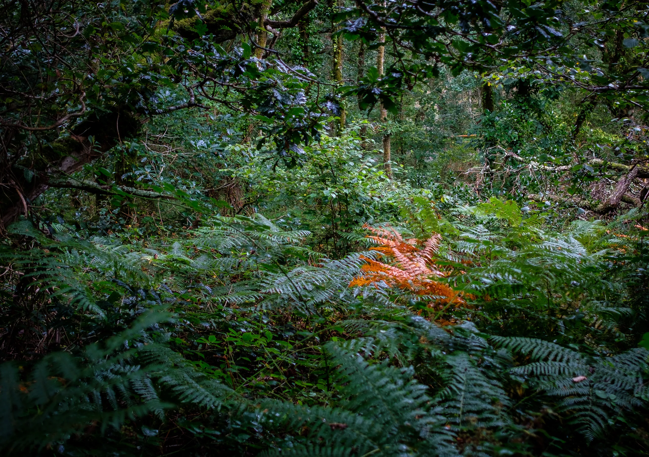 Forest View, Cornish Seal Sanctuary