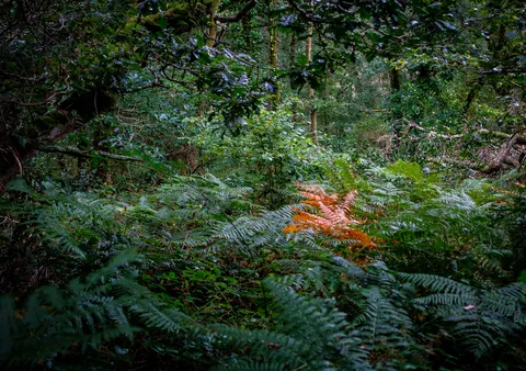 Forest View, Cornish Seal Sanctuary