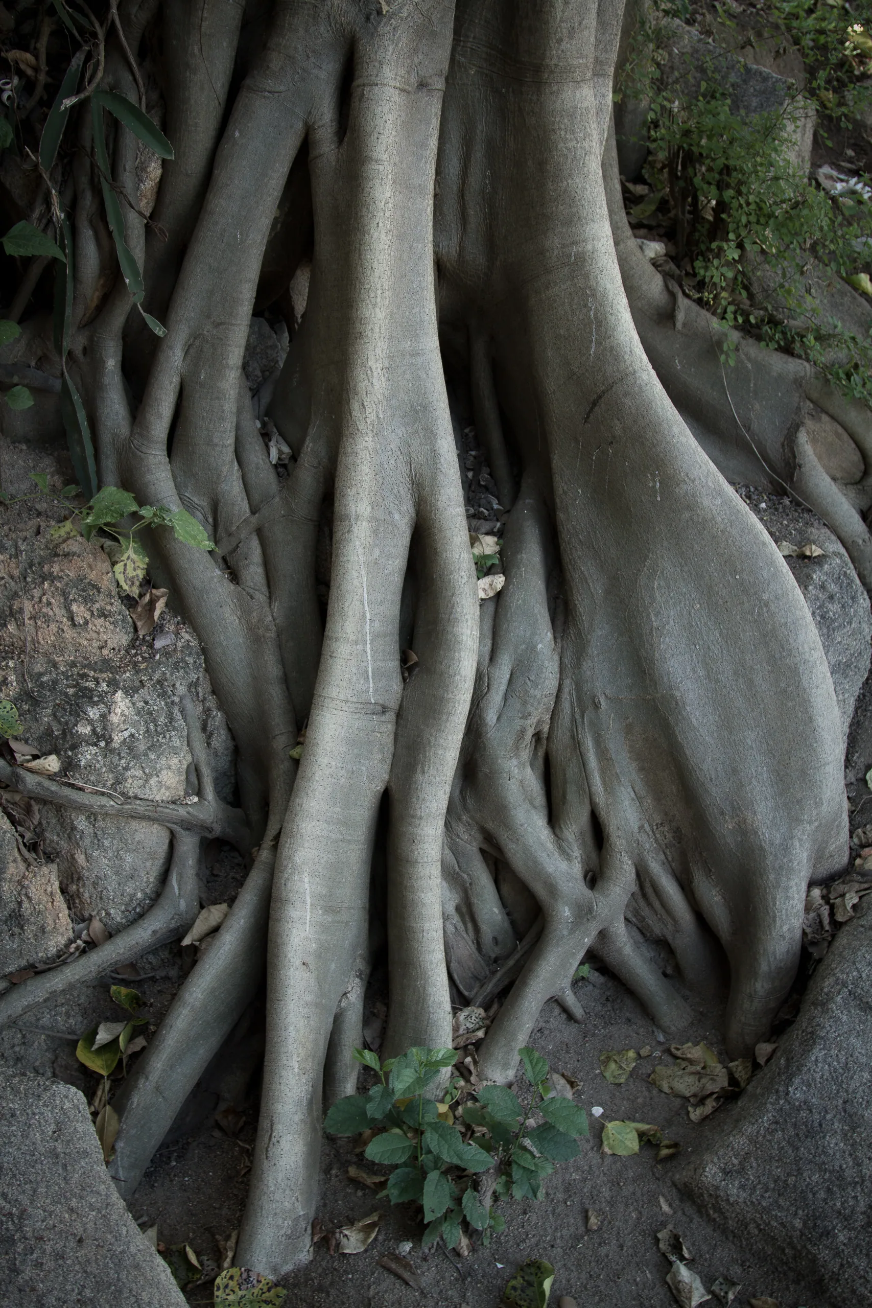 Tree roots near Cham Temples, Nha Trang