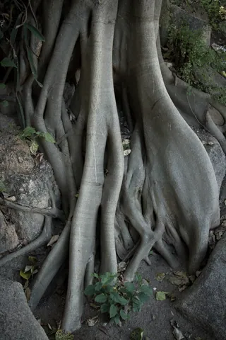 Tree roots near Cham Temples, Nha Trang
