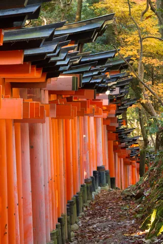 Torii gates from the side,  Fushimi Inari Shrine, Kyoto
