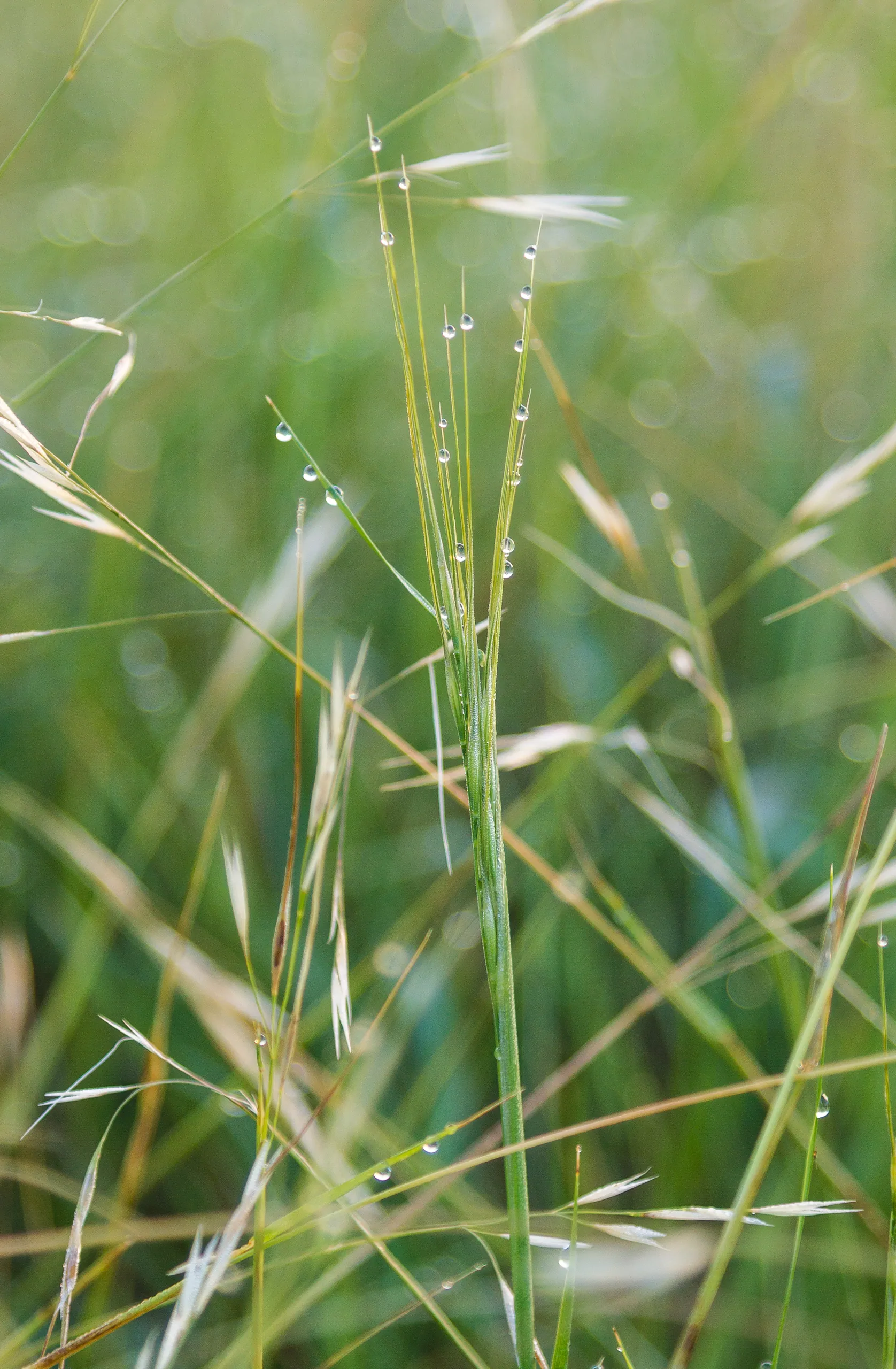 Dewdrops on long grass, Canyon Wren Ranch