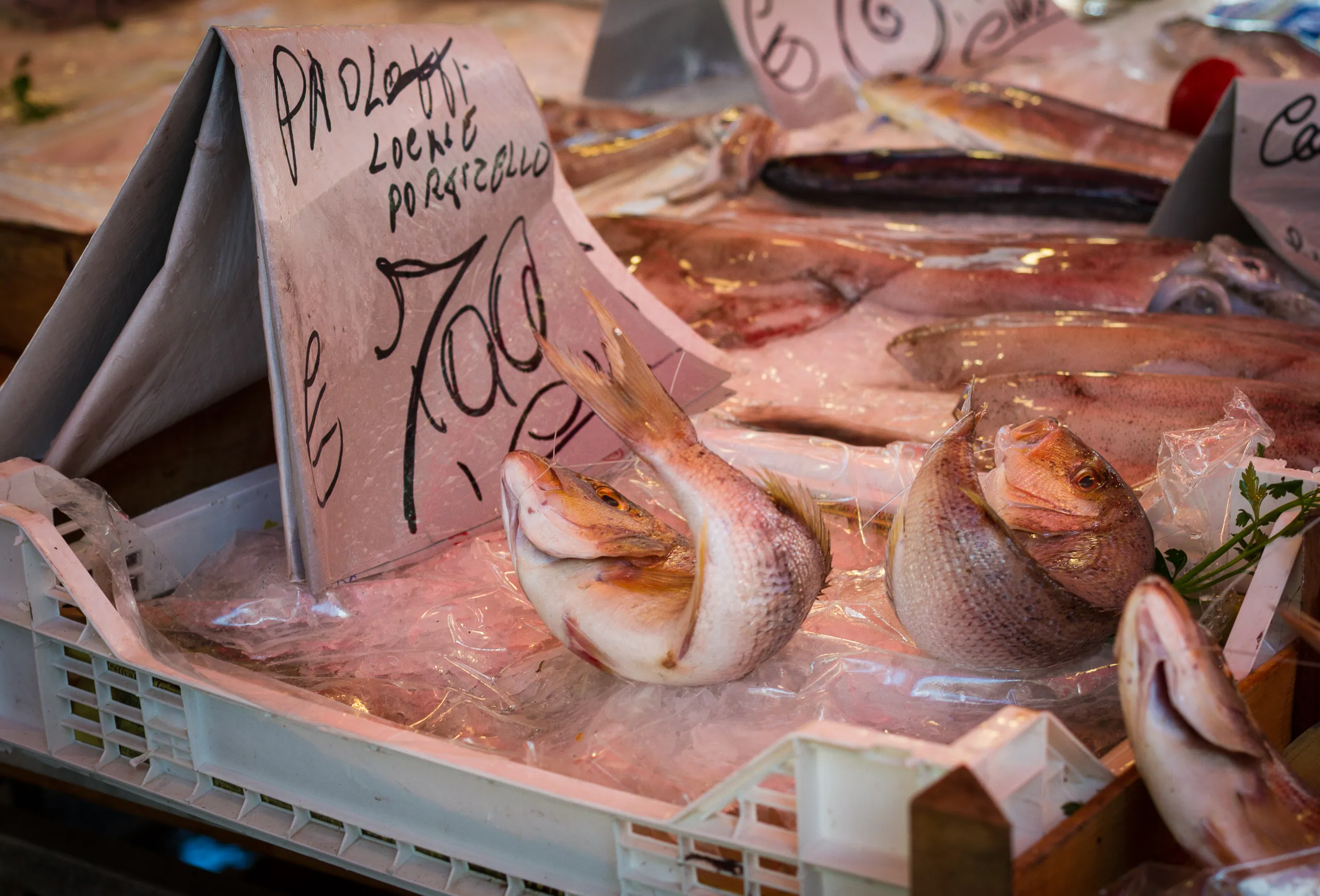 Extremely fresh fish, Ballaro Market, Palermo