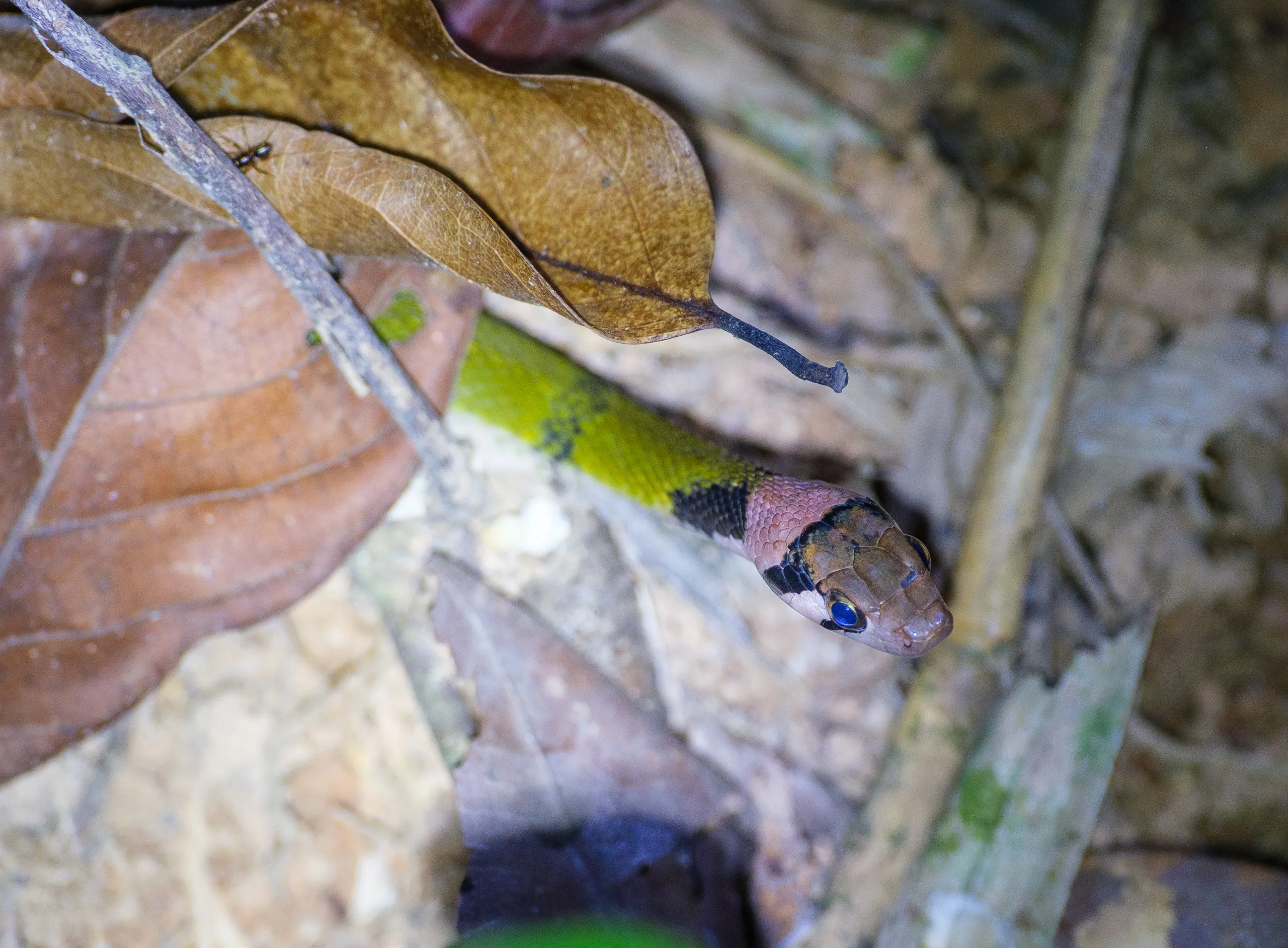 Green Keelback Snake @ Khao Sok NP Night Safari
