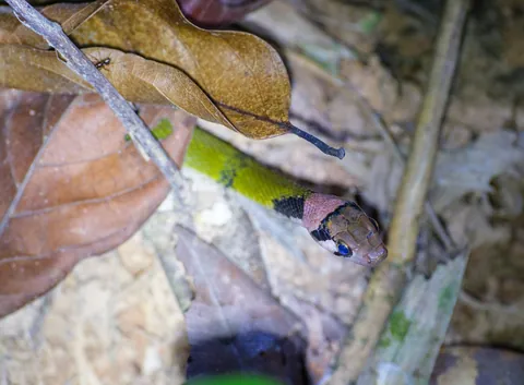 Green Keelback Snake @ Khao Sok NP Night Safari