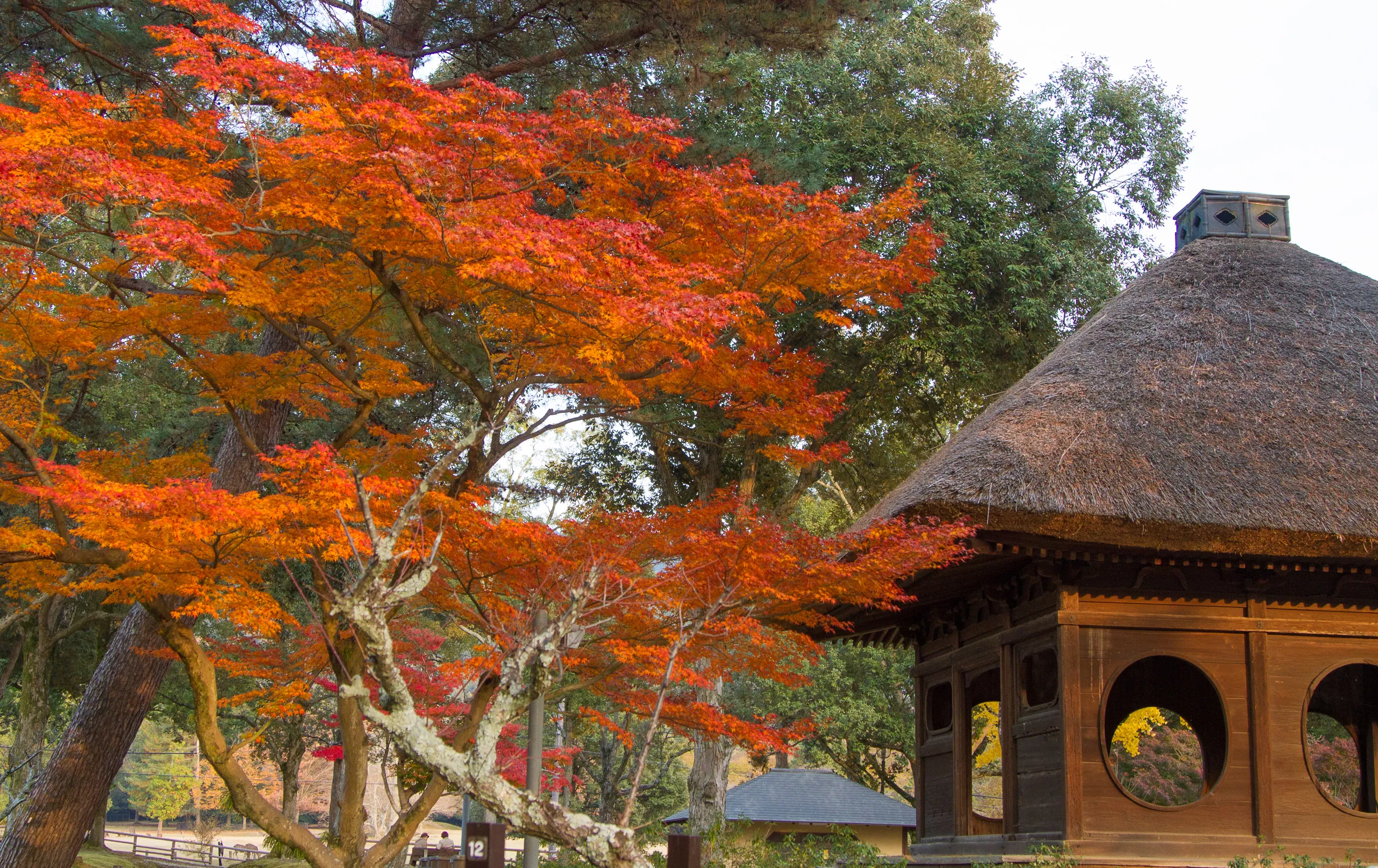 Autumn colours and hut, Nara Park