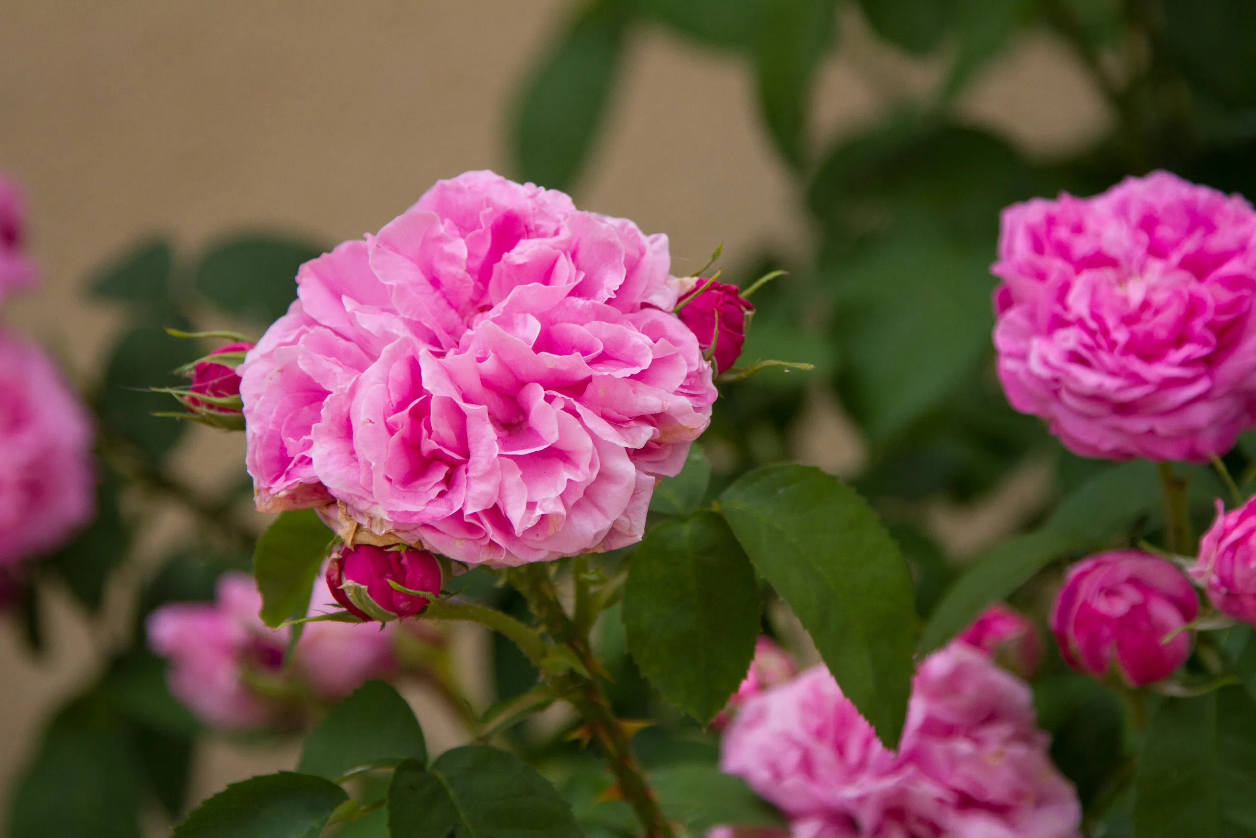 Roses of Bourdeilles
