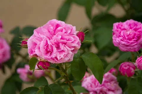 Roses of Bourdeilles
