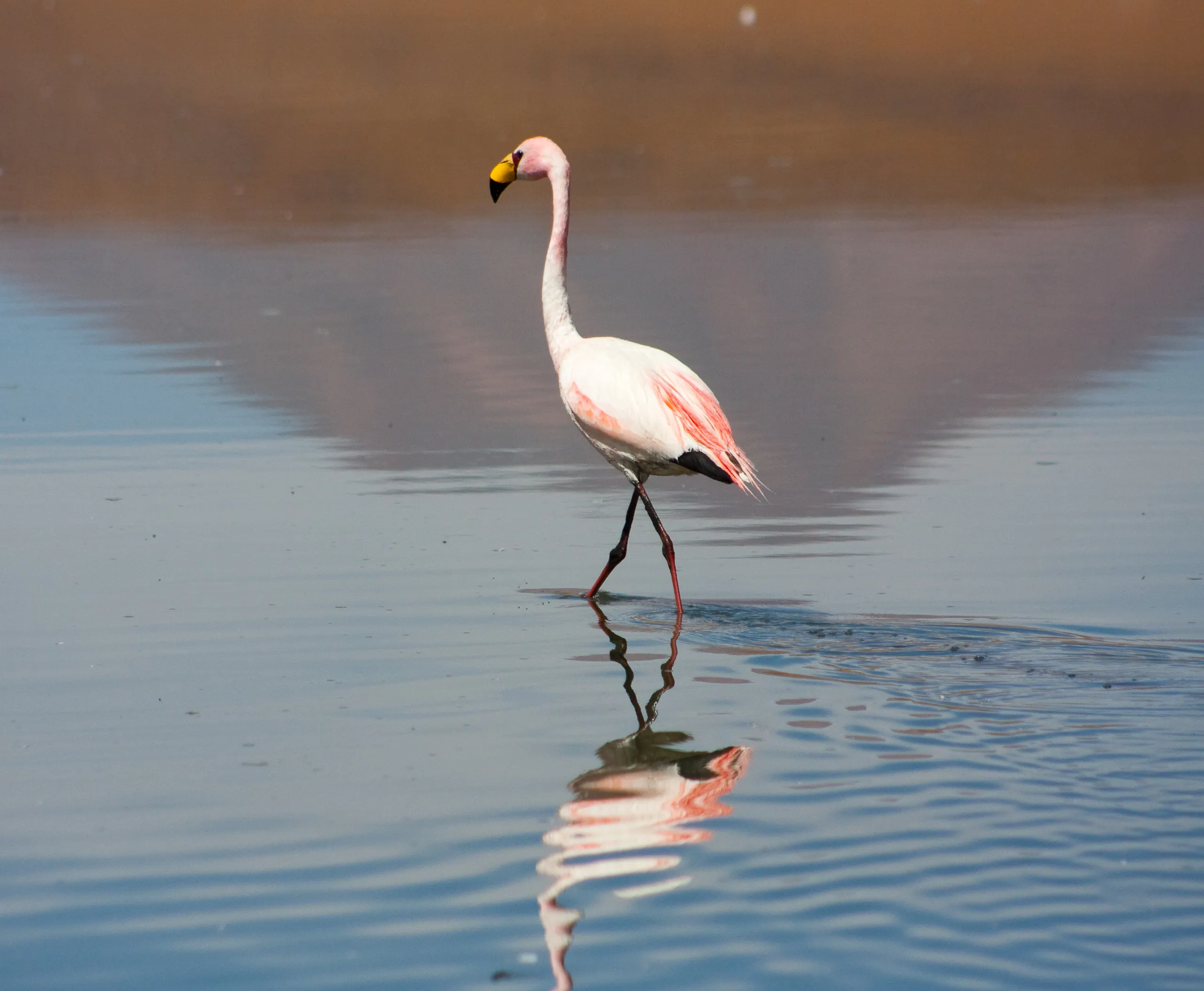 Flamingo and Mountain Reflection