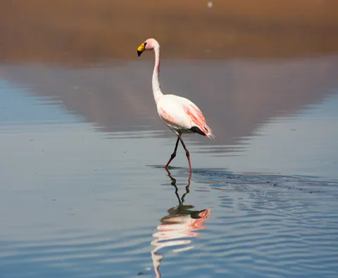 Flamingo and Mountain Reflection