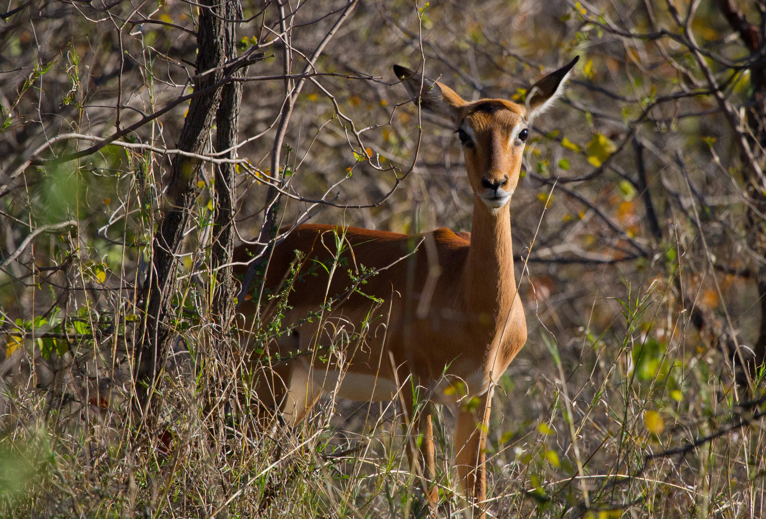 Female Impala