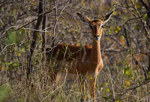 Female Impala