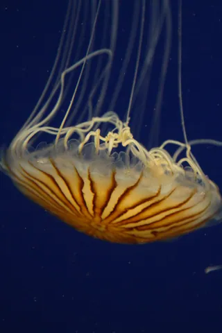 Northern Sea Nettle, Georgia Aquarium
