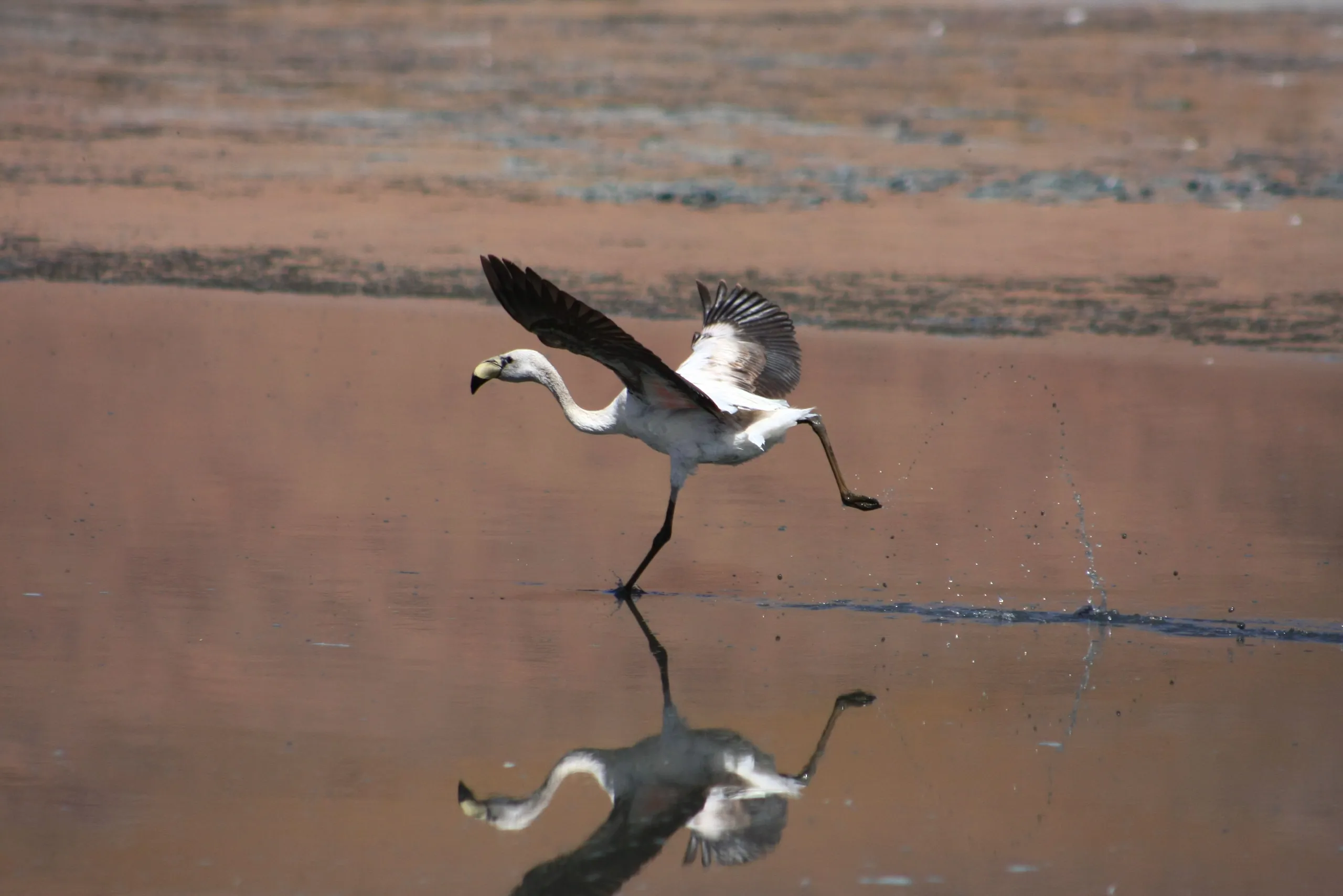 Young James's Flamingo Taking Off