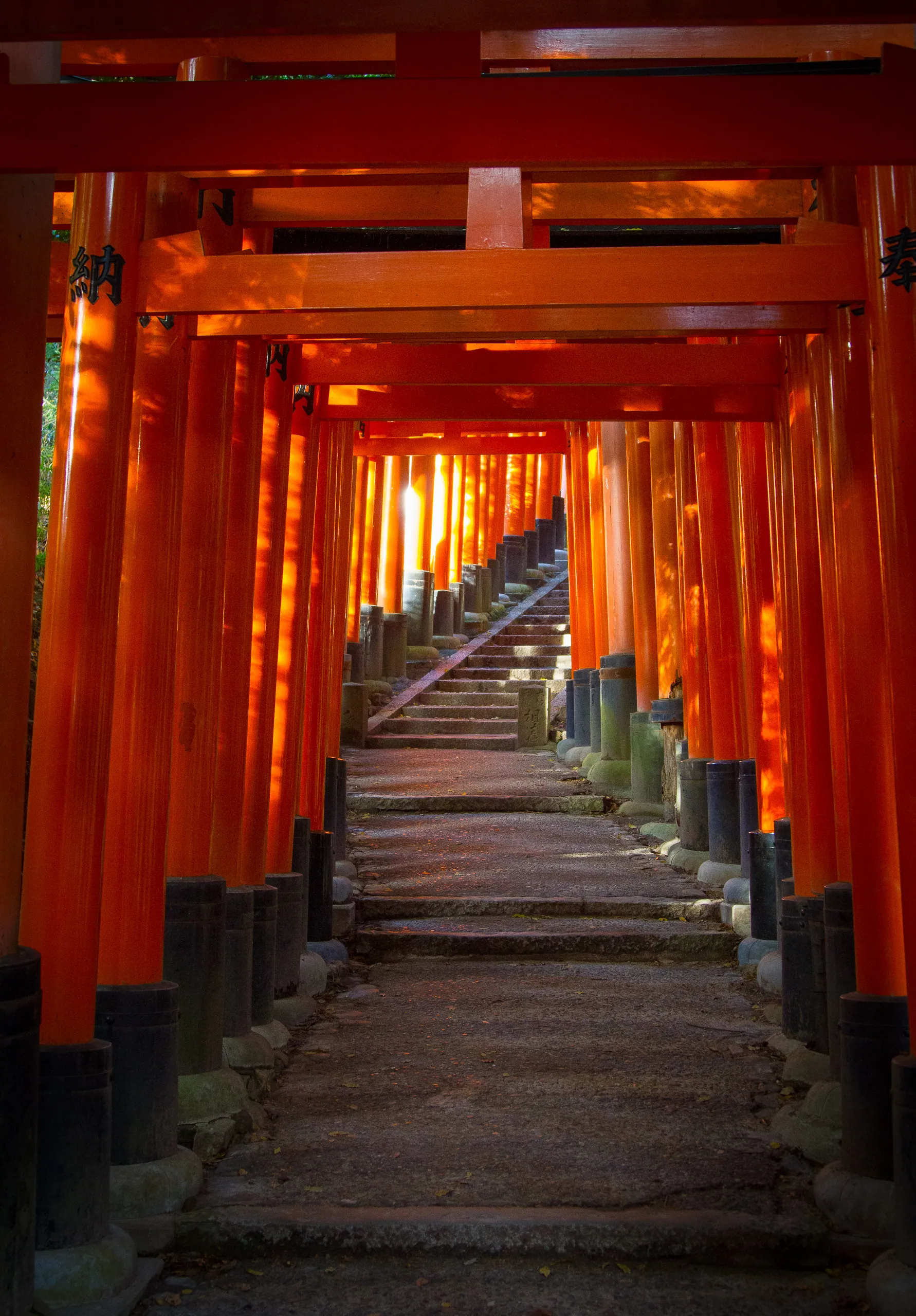 Torii gates, Fushimi Inari Shrine, Kyoto