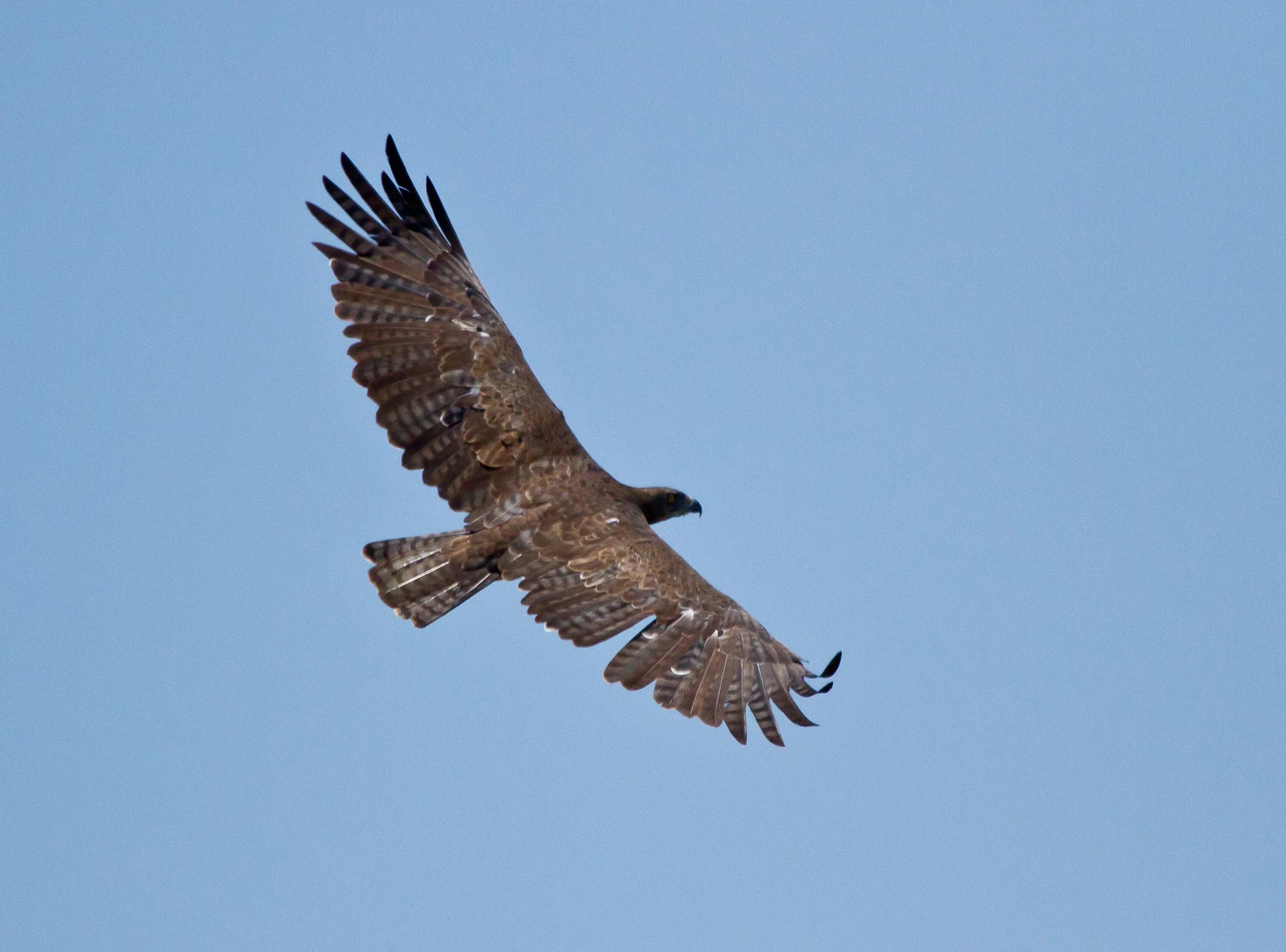 Martial Eagle in Flight, Kruger National Park, South Africa