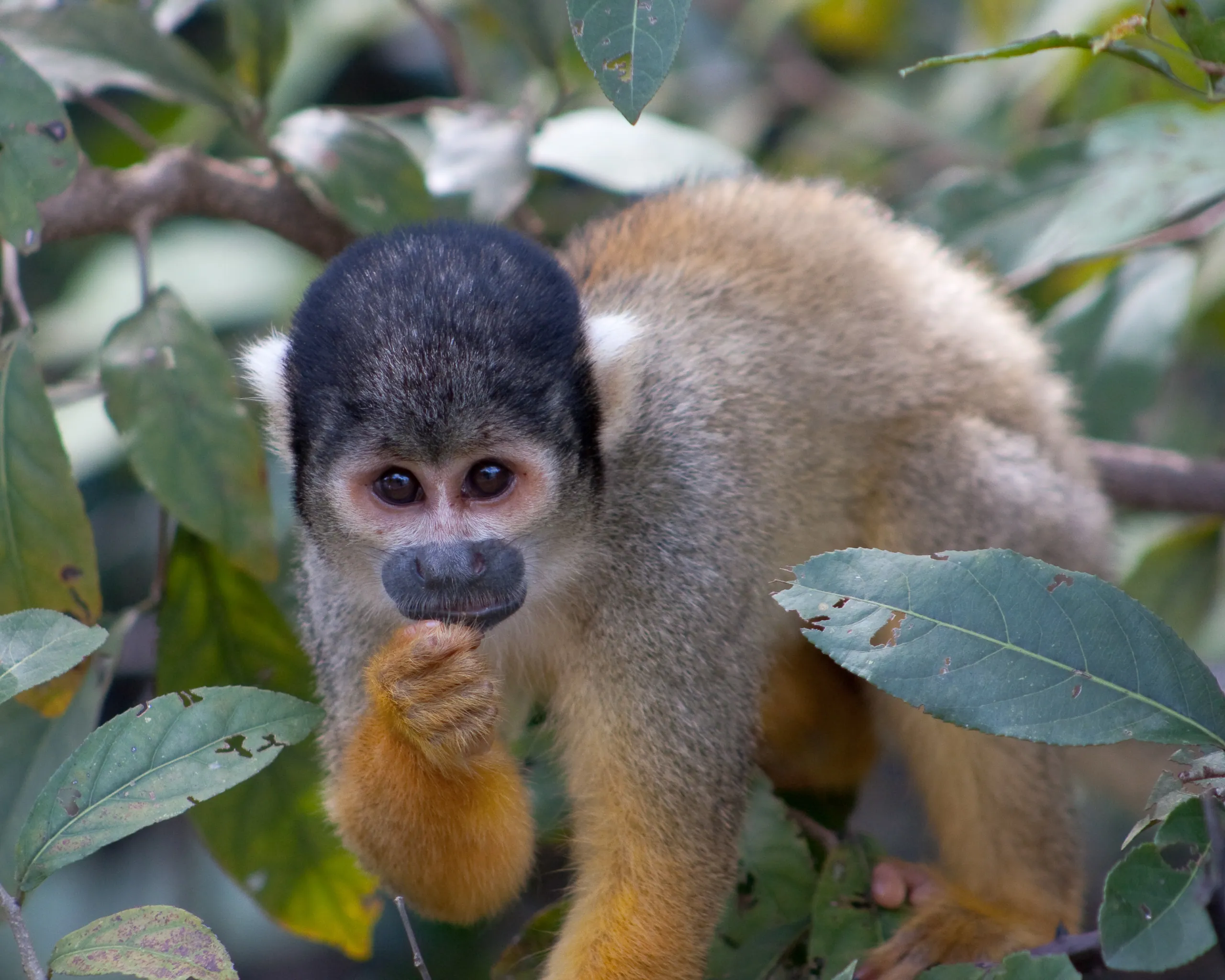 Squirrel Monkey