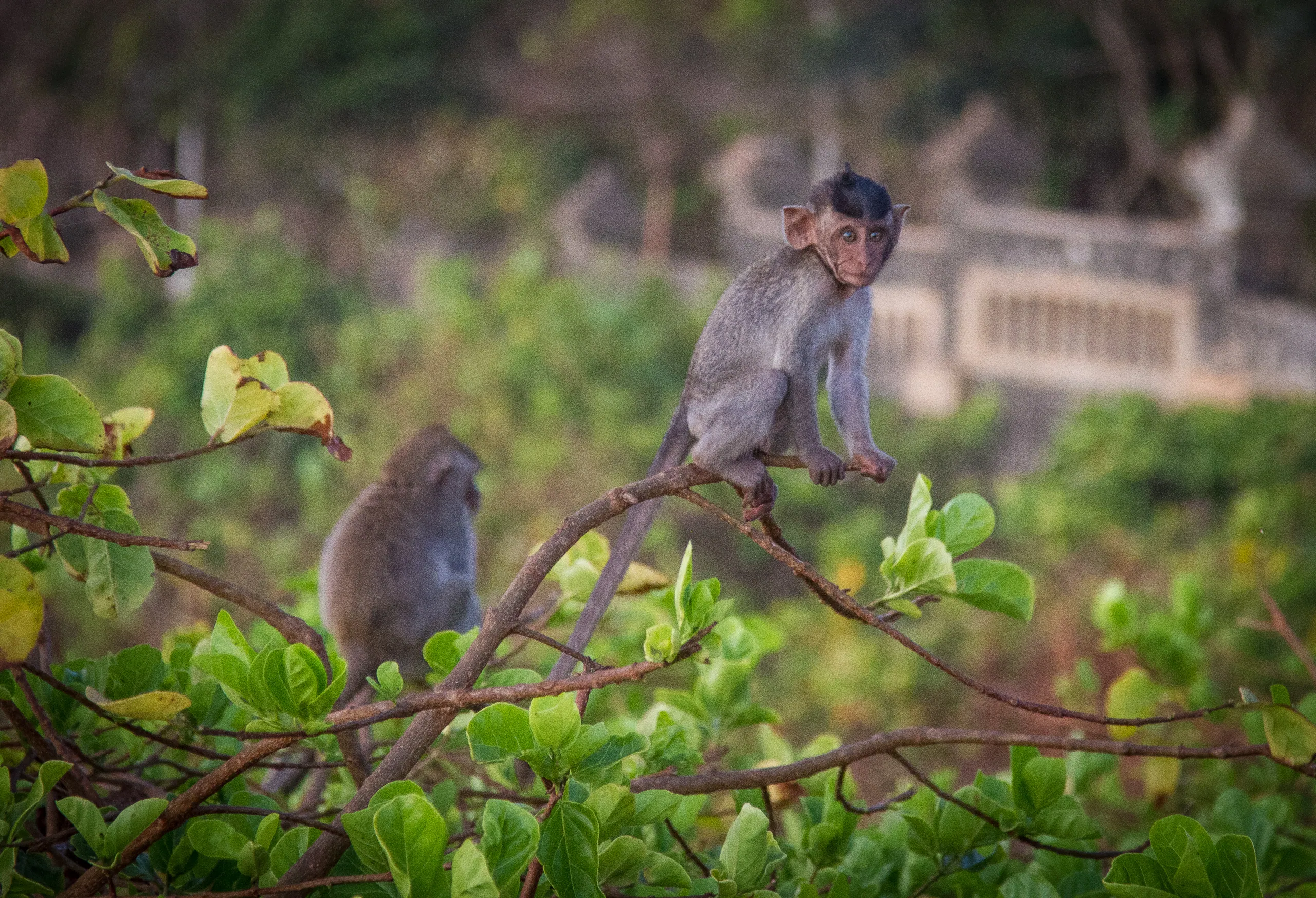 Playful Macaques, Uluwatu, Bali