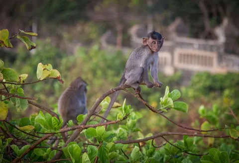 Playful Macaques, Uluwatu, Bali
