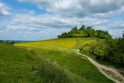 Wittenham Clumps