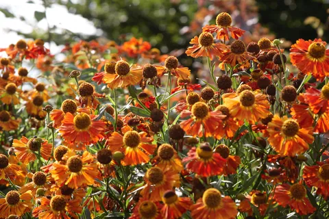 Oxford Botanic Gardens