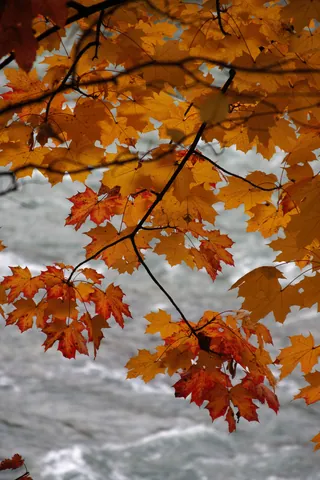 Autumn Colours in the Englischer Garten