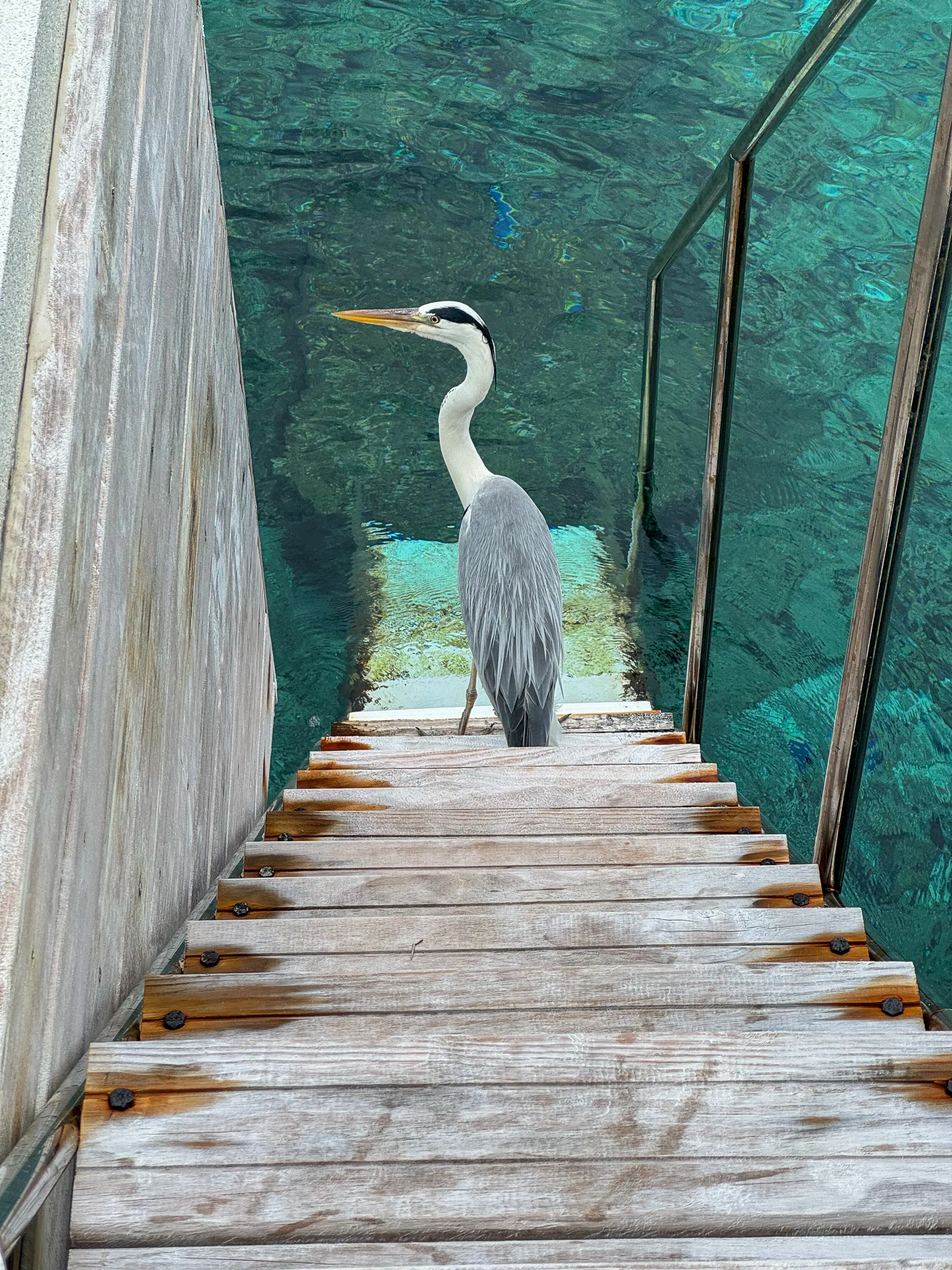 Grey Heron on Villa Steps @ Amilla Maldives