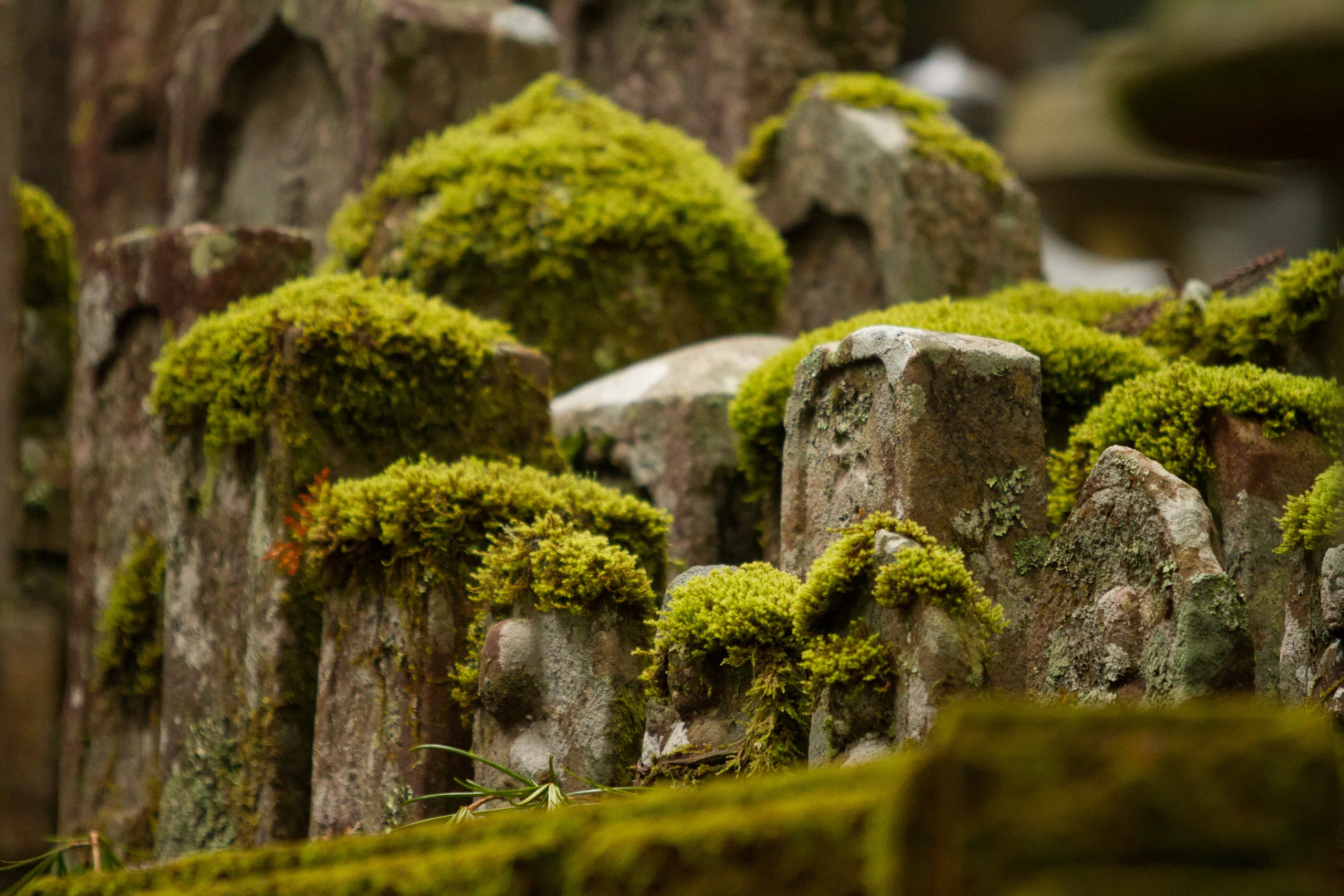 Ancient mossy gravestones, Oku-no-in Cemetery, Koya-san