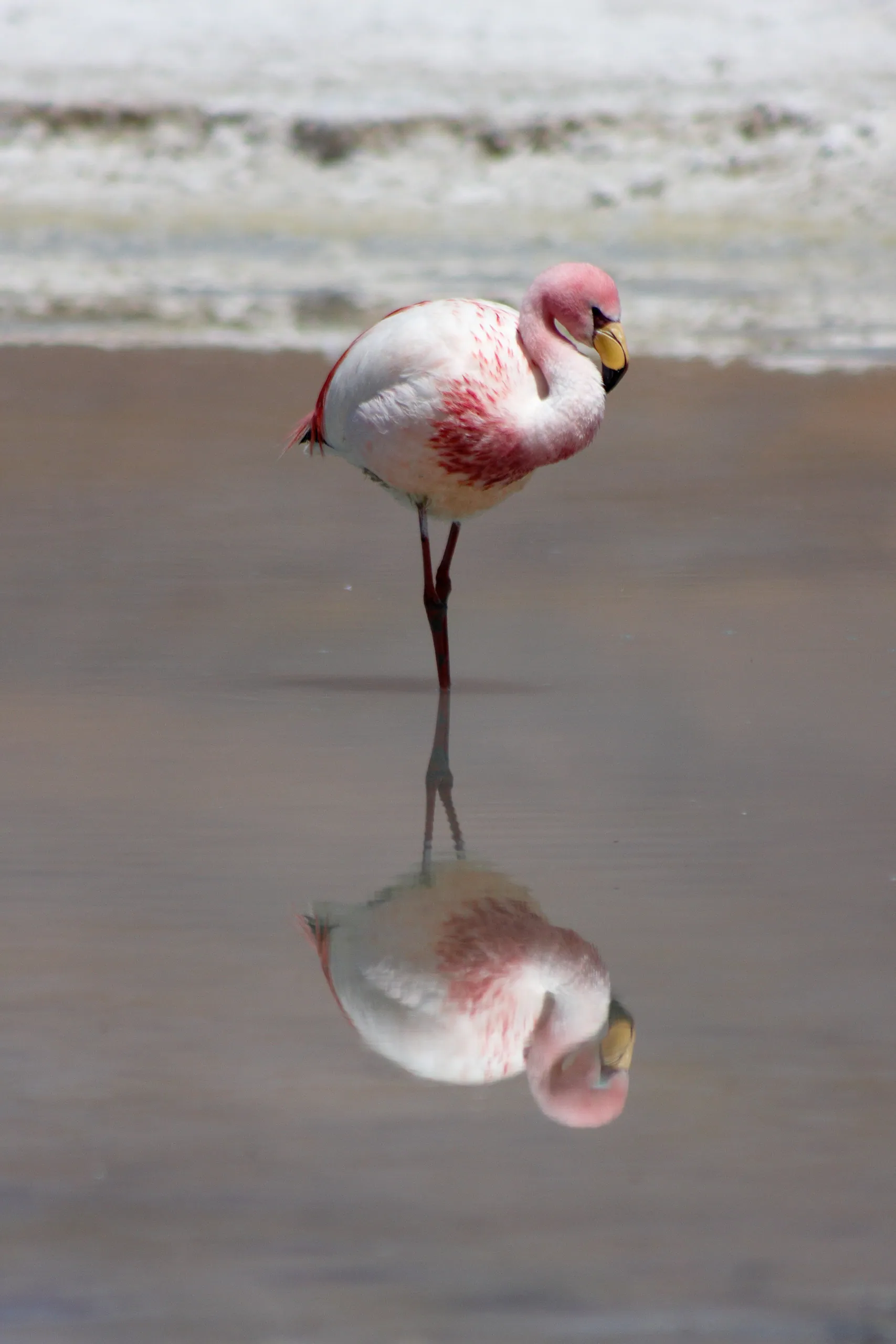 Peaceful Flamingo