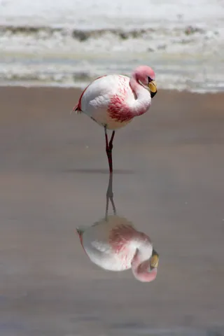 Peaceful Flamingo