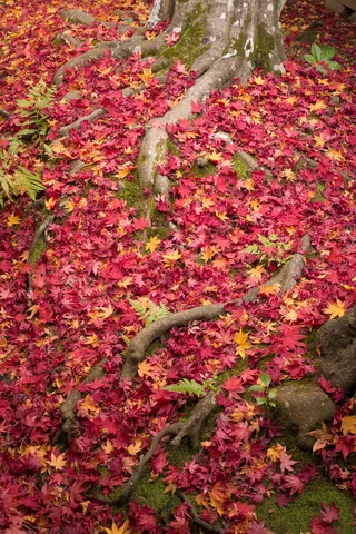 Autumn colour leaf fall in the garden of the Koto-in Temple, Kyoto