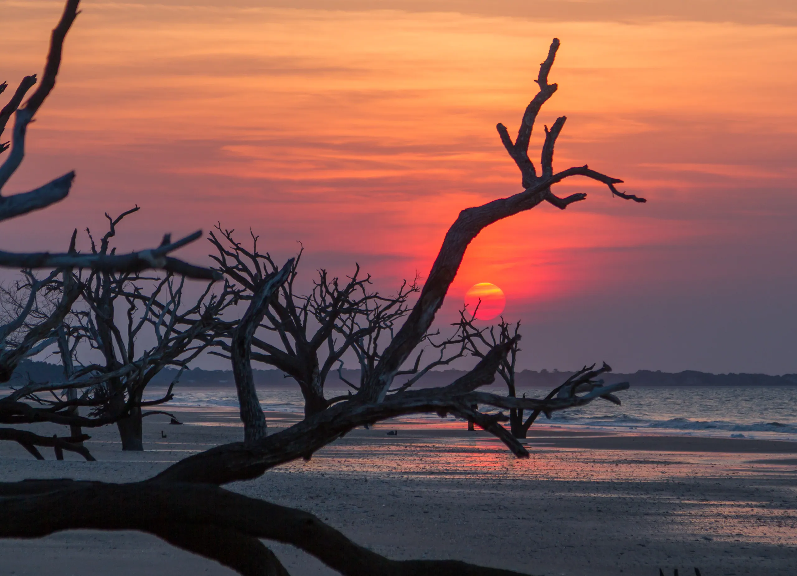 Botany Bay's Ghost Oaks at Sunrise