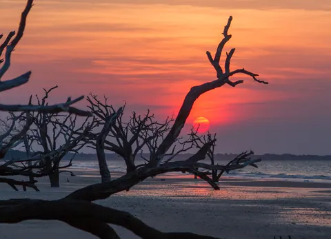 Botany Bay's Ghost Oaks at Sunrise