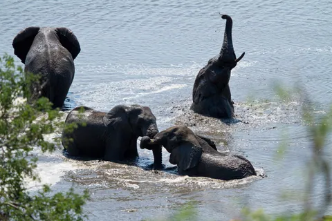 African Elephants Bathing and Playing