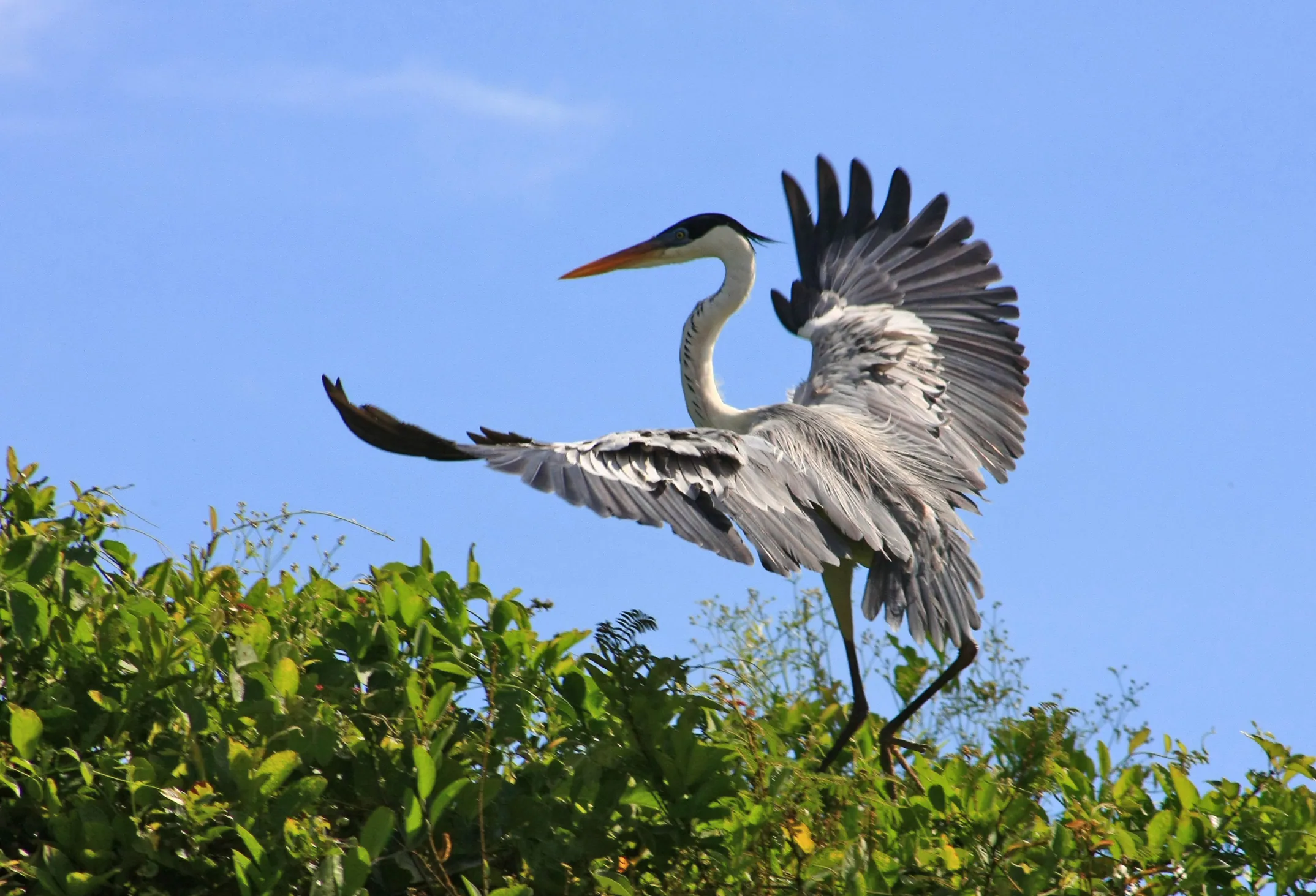 Cocoi Heron landing
