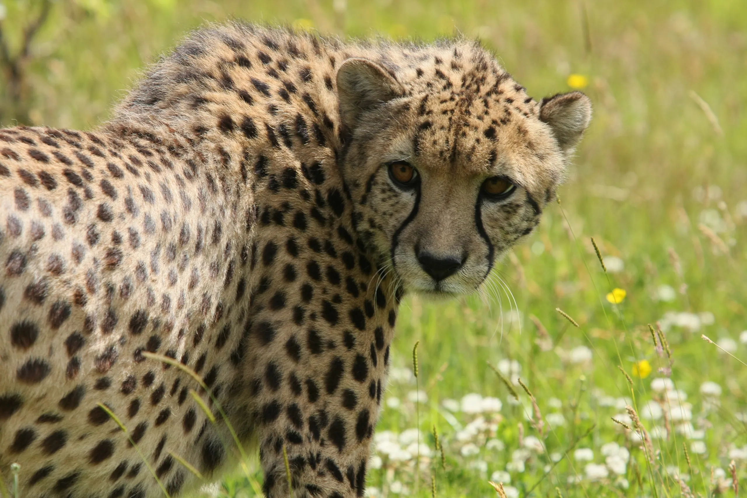 Cheetah