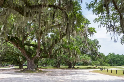 Live Oak, Middleton Place